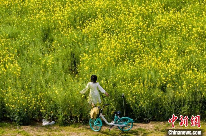 河内1.5分彩：犹如黄金地毯铺陈大地 南京江心洲油菜花开美如画